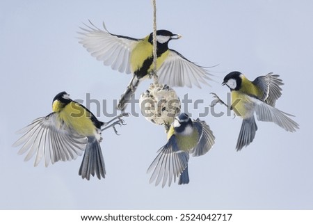 Similar – Image, Stock Photo The little great tit is still a little dazed from the flight against the window. Gently I put it from my hand into the green grass.