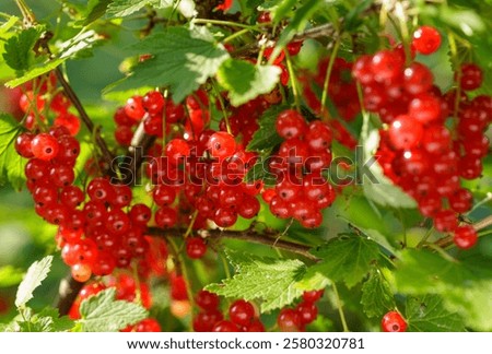 Image, Stock Photo Ripe red currants hang on the bush