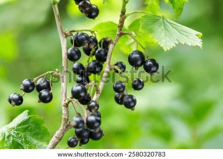 Similar – Image, Stock Photo Ripe black currants hanging on the bush
