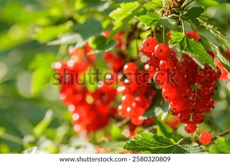 Similar – Image, Stock Photo Ripe red currants hang on the bush