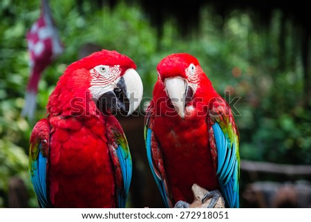 A Pair of Bright Red Parrots. The pair of parrots seem like communicating with each other.
