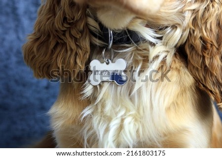 A Bone Shaped Dog Identity Tag Showing The Dog Has Been Microchipped. Stockfoto © 