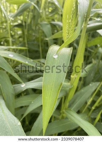 Similar – Image, Stock Photo A drop shines like a precious jewel on a filigree vine in the half-light of a December day