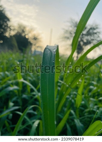 Similar – Image, Stock Photo A drop shines like a precious jewel on a filigree vine in the half-light of a December day