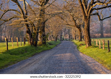 Beautiful un-paved country road lined with large trees at sunrise with low fog.