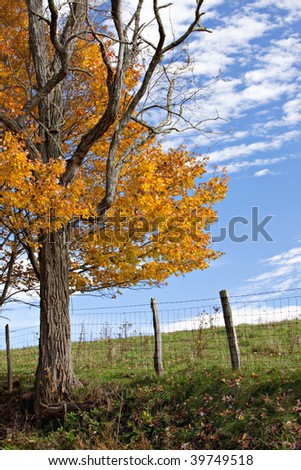 Beautiful golden Fall tree with fence, pasture and blue sky