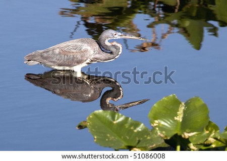 Beautiful Great Blue Heron on wading in wetland fishing