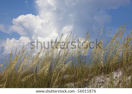 Beautiful golden Sea Oat plants on white sandy beach in front of blue sky and billowing clouds