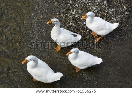 Gaggle of white geese lined up on bank of a river