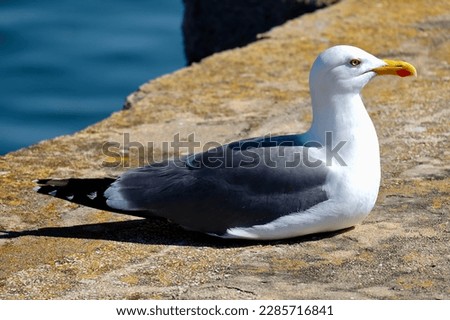 Similar – Foto Bild Die Möwe sitzt auf einem Dach und genießt die tiefstehende Sonne