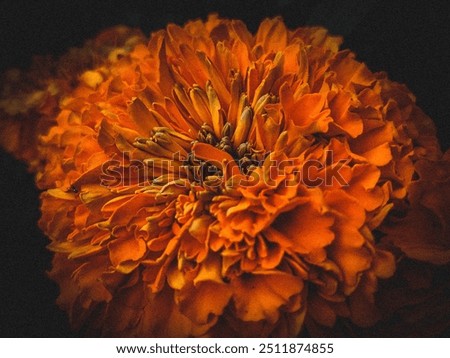 Similar – Image, Stock Photo Chrysanthemum macro Flower