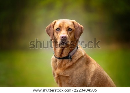 Similar – Foto Bild Glücklicher brauner Labrador Retriever in goldener Krone