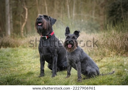 Similar – Image, Stock Photo Kleiner Terrier Hund liegt auf den Beinen einer Frau mit Blick in die Kamera