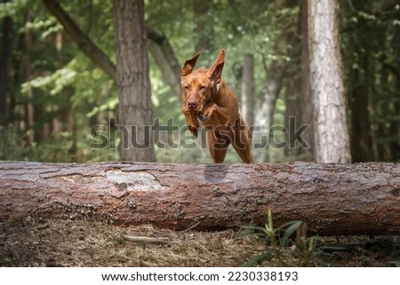 Similar – Foto Bild Hund springt über einen Zaun