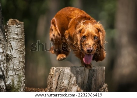 Similar – Foto Bild Hund springt über einen Zaun