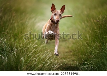 Similar – Image, Stock Photo Portrait of brown podenco dog with sad look on blue background