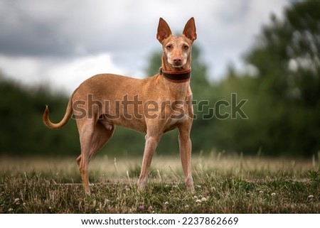 Similar – Image, Stock Photo Portrait of brown podenco dog with sad look on blue background