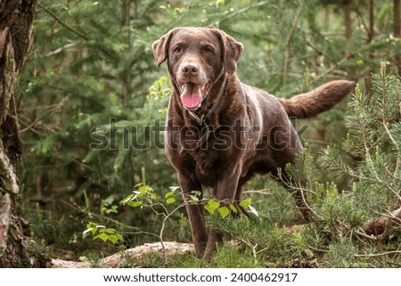 Image, Stock Photo A young Labrador running towards us