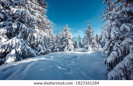 Similar – Image, Stock Photo Fir forest in snow