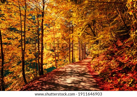 Wonderful autumn landscape. Beautiful romantic alley near popular alpine lake Grundlsee with colorful trees. Scenic image of forest landscape at sunny day. stunning nature background