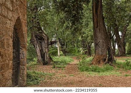 Similar – Image, Stock Photo Ancient holm oak forest (Quercus ilex) in a foggy day with centenary old trees, Zamora, Spain.