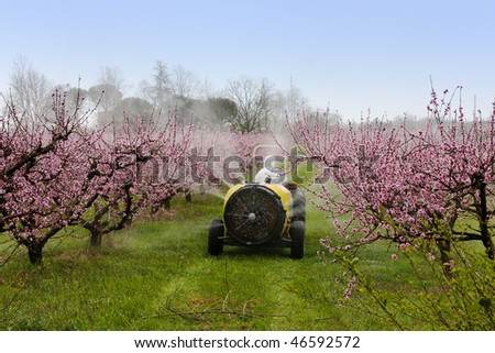 cask tractor sprays a chemical pollutant insecticide or fungicide in the orchard of peach with flowers - pollution with carcinogenic pesticide