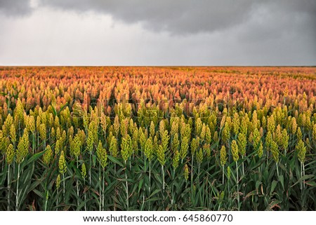 field of sorghum, named also durra, jowari, or milo. Is cultivated for its grain and used for food for animals and humans, and for ethanol production Foto stock © 