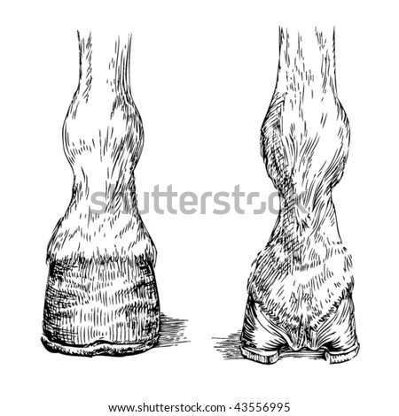 Stock Vector Illustration Study Drawing Of Horse Anatomy Front And Back ...