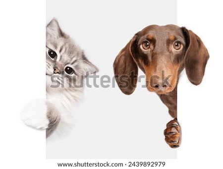 Similar – Image, Stock Photo Look the cat in the eye