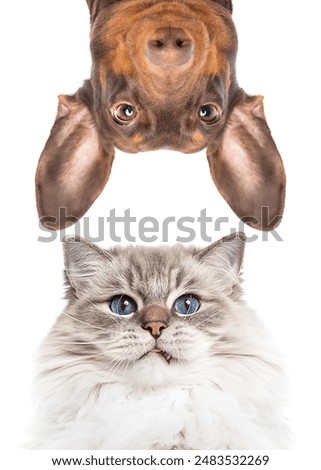 Similar – Image, Stock Photo Cat looks up at the countdown