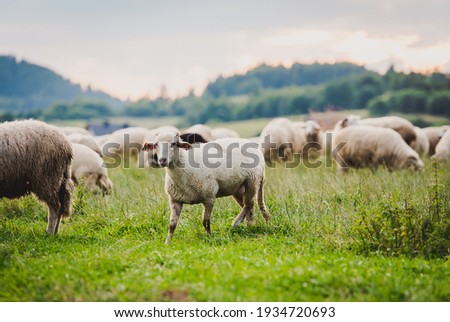 Herd of sheep on beautiful mountain meadow. Grywałd, Pieniny, Poland.
Picturesque landscape background on mountainous terrain. Photo stock © 