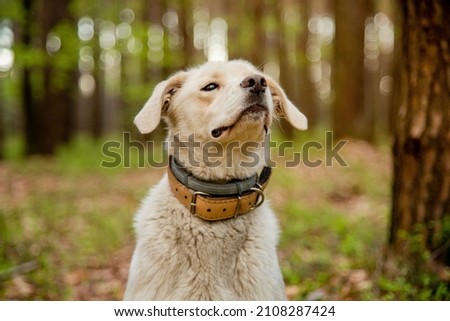 Dog wearing two types of collar, flea and tick repel treatment and leather collar. Anti tick and flea collar on cute mongrel labrador style white dog. Concept of safe and happy dog. 商業照片 © 