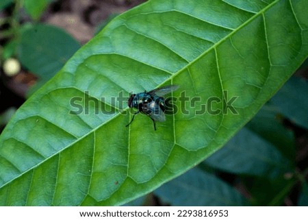 Similar – Image, Stock Photo A greenbottle fly, Lucilia sericata, is a blow fly with brilliant, metallic, blue green color. Close-up of tiny diptera, macro photography of flies.