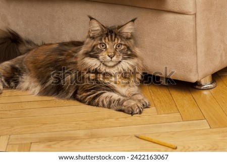 Similar – Image, Stock Photo curious tuxedo maine coon kitten  on yellow background