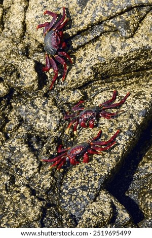 Similar – Image, Stock Photo Red cliff crab in the Galapagos Islands