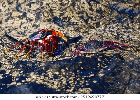 Similar – Image, Stock Photo Red cliff crab in the Galapagos Islands