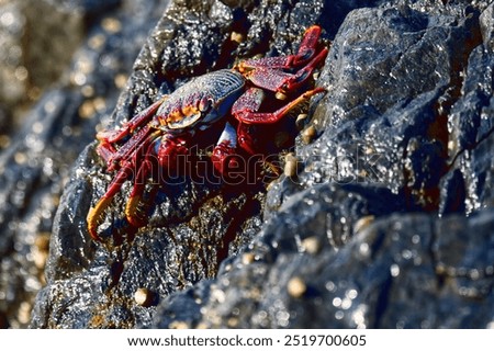 Similar – Image, Stock Photo Red cliff crab in the Galapagos Islands