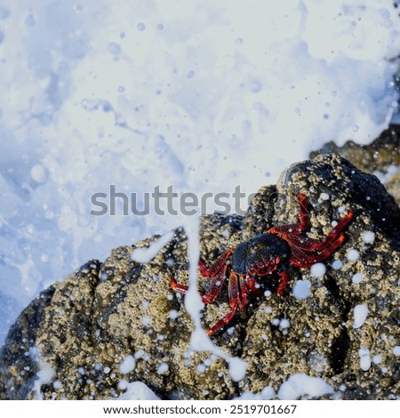 Similar – Image, Stock Photo Red cliff crab in the Galapagos Islands