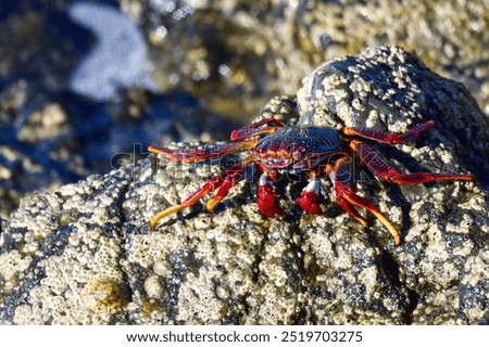 Similar – Image, Stock Photo Red cliff crab in the Galapagos Islands