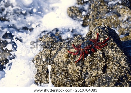 Similar – Image, Stock Photo Red cliff crab in the Galapagos Islands