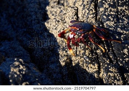 Similar – Image, Stock Photo Red cliff crab in the Galapagos Islands