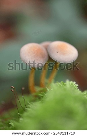 Similar – Image, Stock Photo three mushrooms grow on a moss-covered tree trunk in the forest