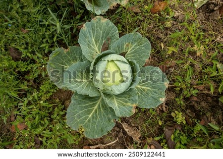 Similar – Image, Stock Photo Organic cabbage in winter in the field in Brandenburg II