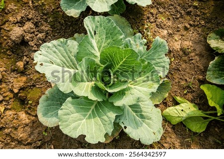 Similar – Image, Stock Photo Organic cabbage in winter in the field in Brandenburg II