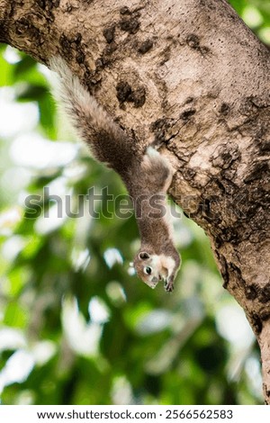 Similar – Image, Stock Photo Squirrels upside down on a tree trunk