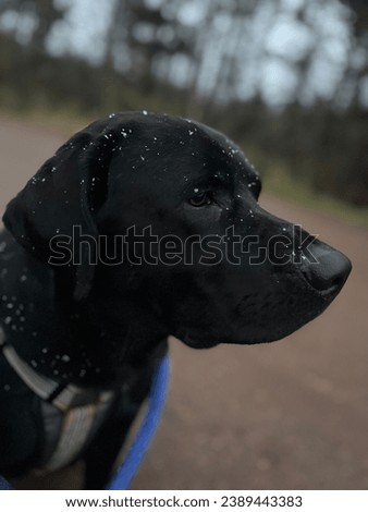 Similar – Image, Stock Photo First Snowfall Animal