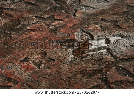 Similar – Image, Stock Photo Small star shaped water plants (water star) on still murky water reflecting trees