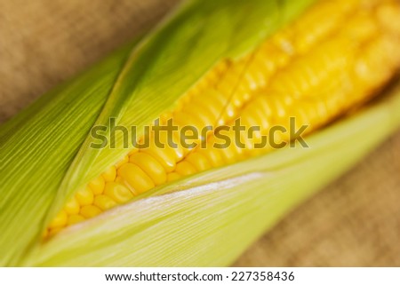 Ears of fresh corn. Close up of sweet corn