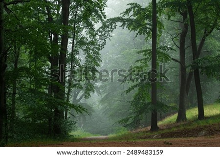 Similar – Image, Stock Photo Morning fog in the mountains