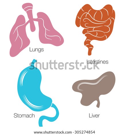 An Image Of A Set Of Human Organs. Stock Vector Illustration 305274854